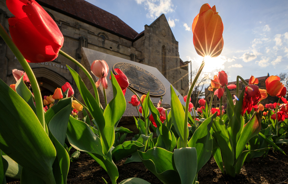 Tuips in front of Budig Hall Hoch Auditorium